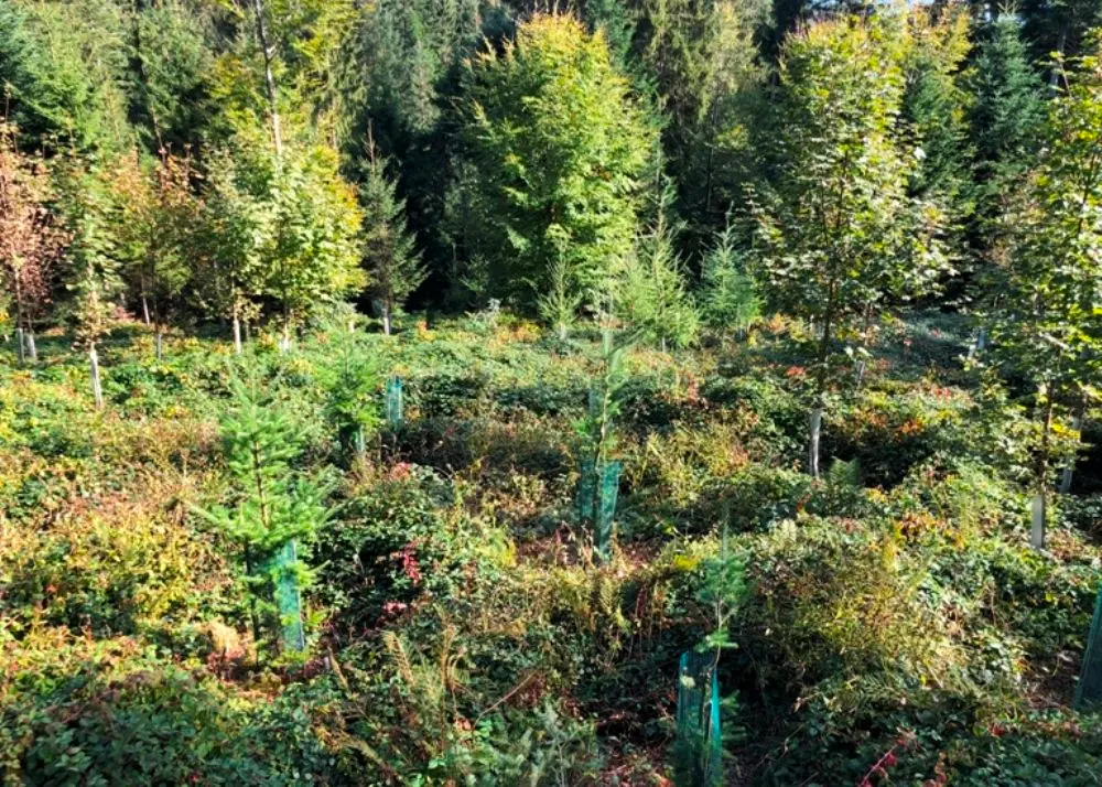 Waldberatung_3